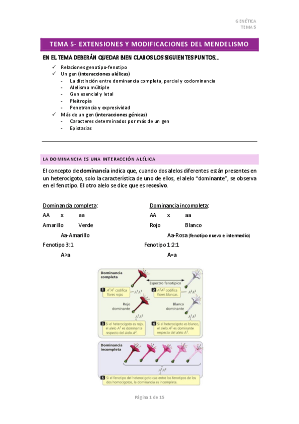 Miniatura del documento TEMA-5-Extensiones-y-modificaciones-del-mendelismo.pdf