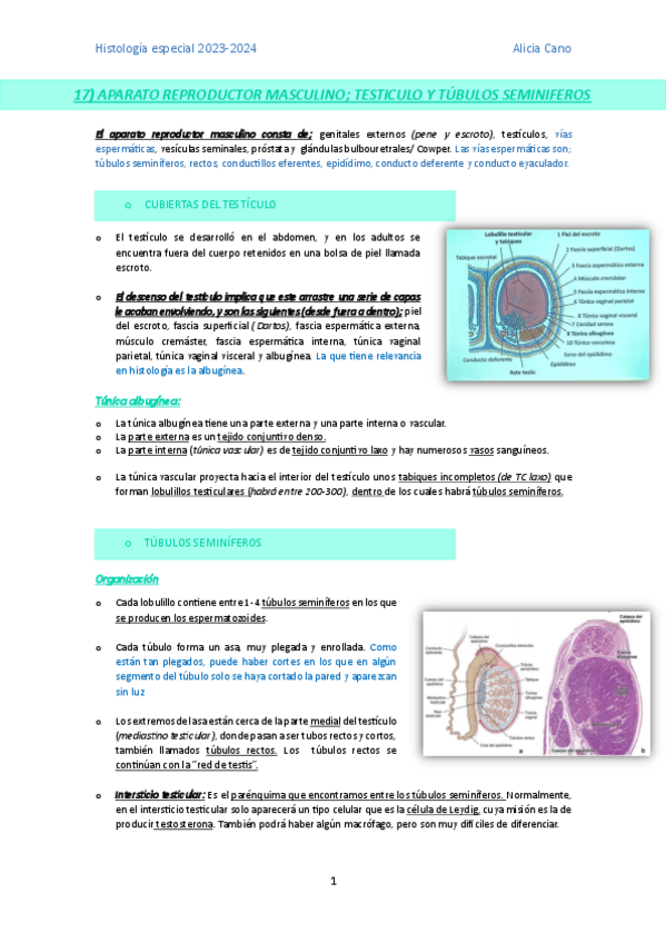 Miniatura del documento Aparato-reproductor-masculino.pdf