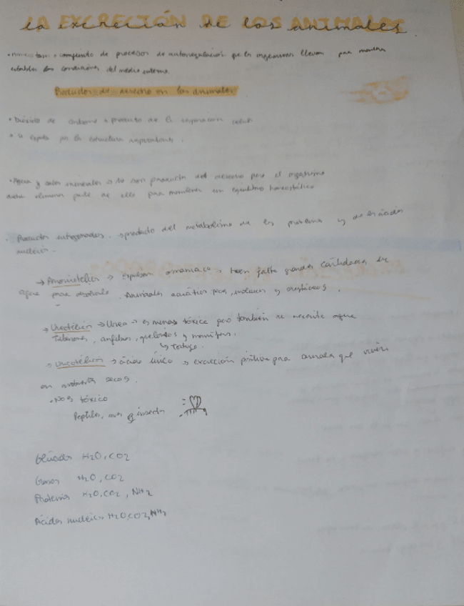 Miniatura del documento Sistema-excretor-de-vertebrados-e-invertebrados.pdf