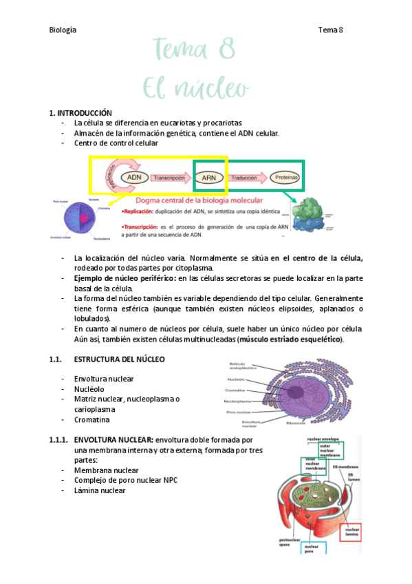 Miniatura del documento tema-8-el-nucleo.pdf
