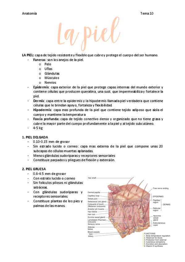 Miniatura del documento la-piel.pdf