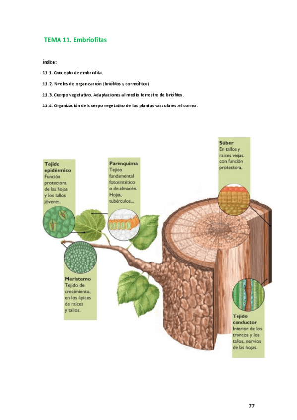 Miniatura del documento TEMA 11. biologia vegetal.pdf
