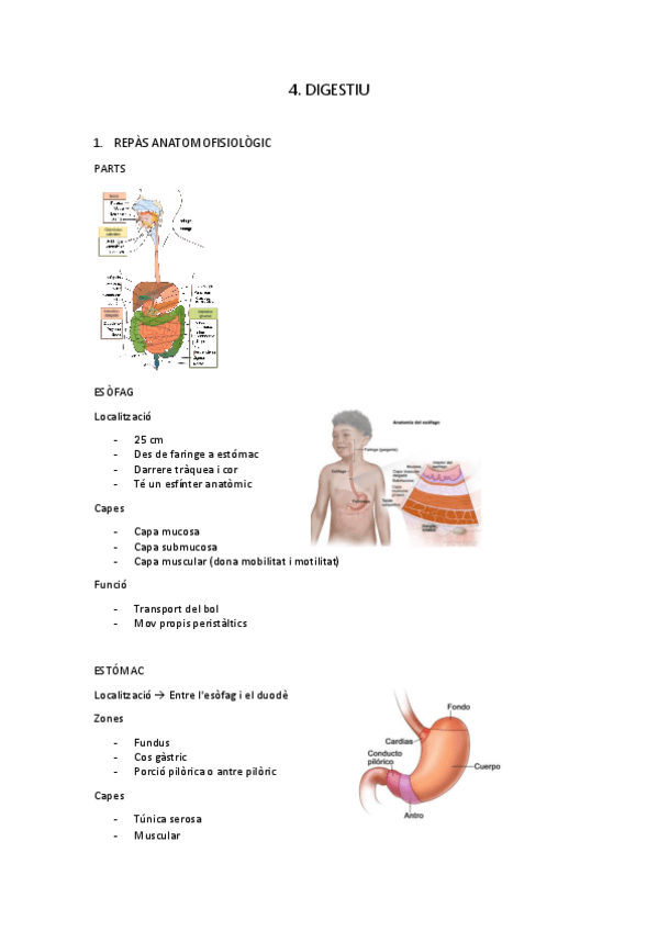 Miniatura del documento digestiu.pdf