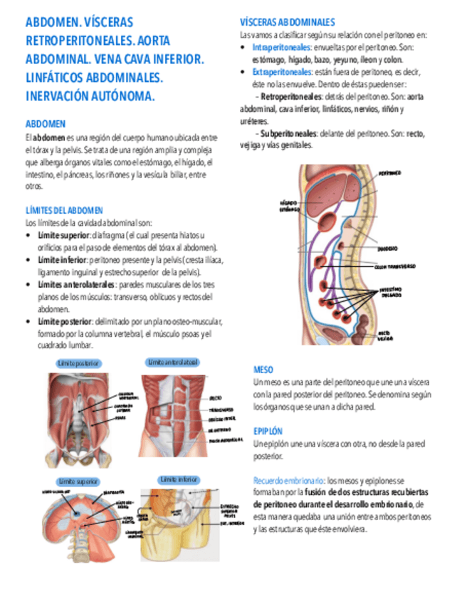 Miniatura del documento 18.-Abdomen.-Visceras-retroperitoneales.-Aorta-y-cava-inferior..pdf