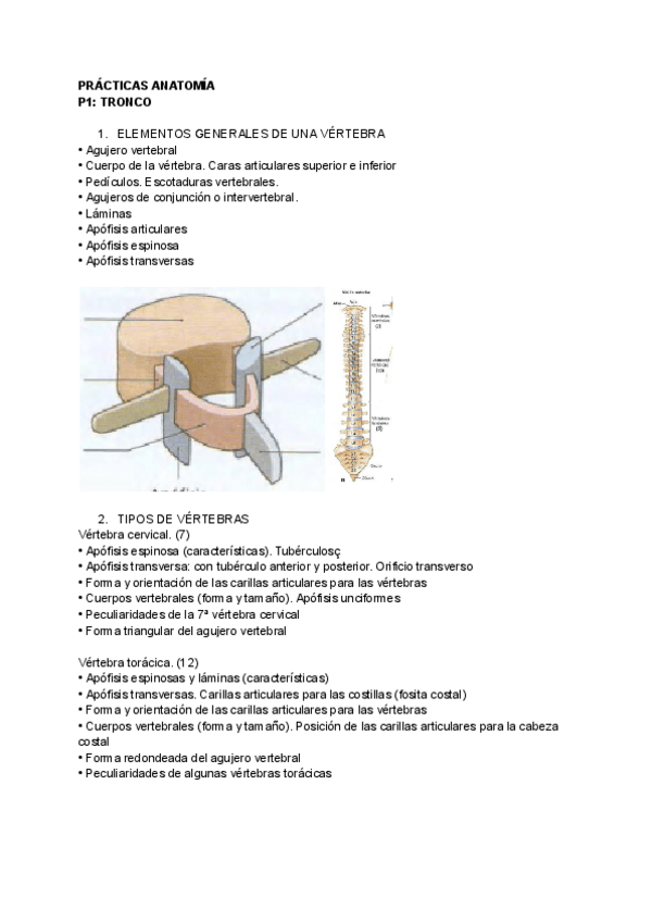 Miniatura del documento PRACTICAS-ANATOMIA.pdf