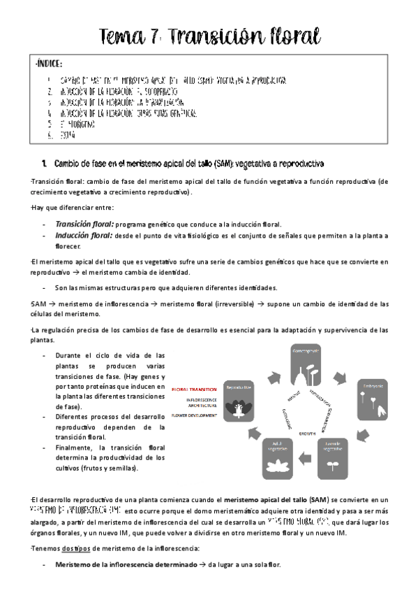 Miniatura del documento Tema-7-bases.pdf