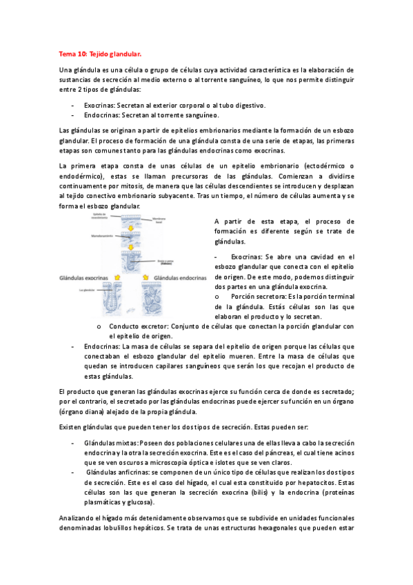 Miniatura del documento Tema-10-Histo-animal.pdf