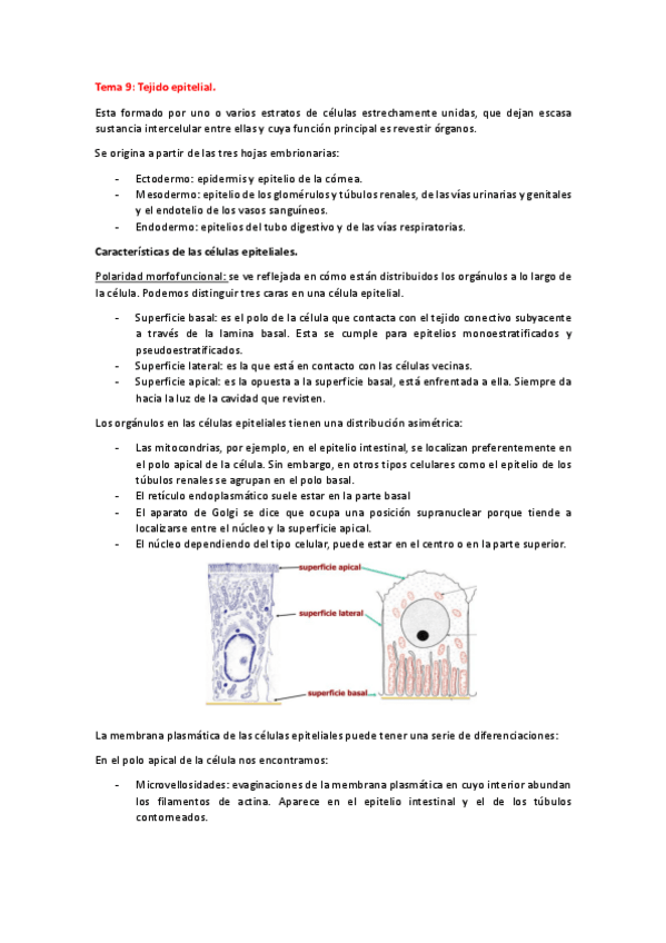 Miniatura del documento Tema-9-HISTO-ANIMAL.pdf