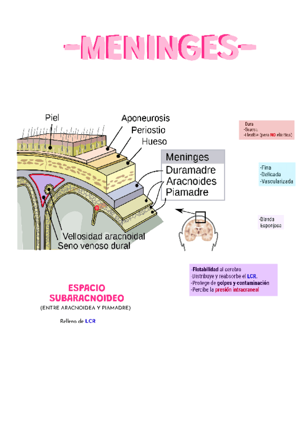 Miniatura del documento MENINGES.pdf