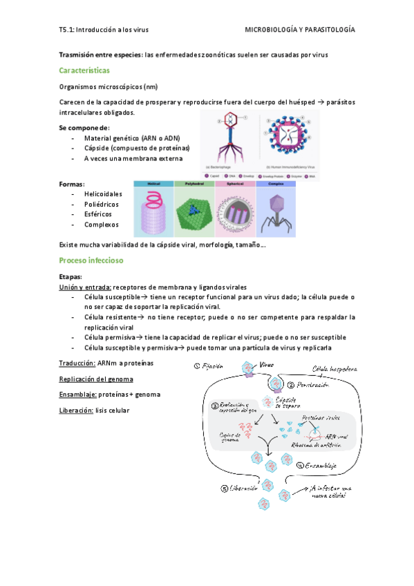 Miniatura del documento T5.1-Introduccion-a-los-virus.pdf