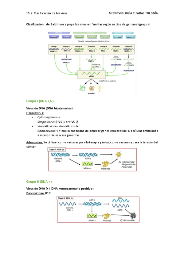 Miniatura del documento T5.2-Clasificacion-de-los-virus.pdf