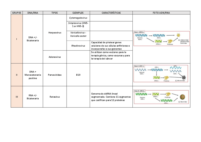 Miniatura del documento Tabla-clasificacion-virus.pdf