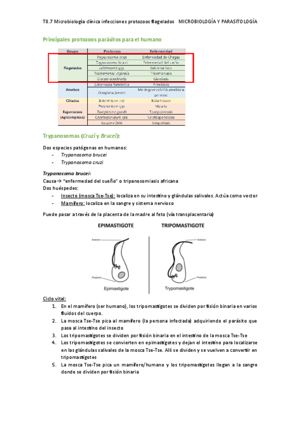 Miniatura del documento T8.7-Microbiologia-clinica-infecciones-protozoos-flagelados.pdf