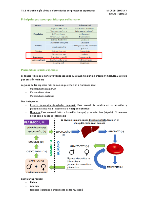 Miniatura del documento T8.8-Microbiologia-clinica-enfermedades-por-protozoos-esporozoos.pdf