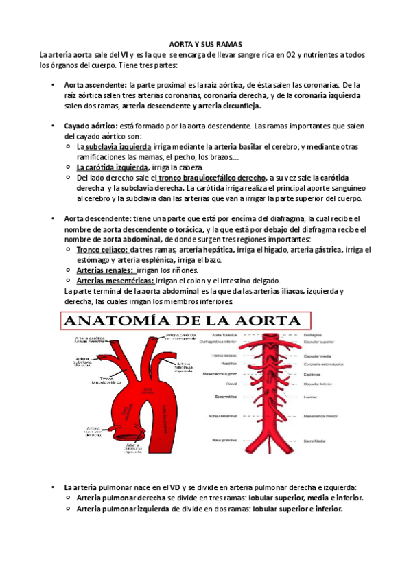 Miniatura del documento AORTA-Y-SUS-RAMAS.pdf