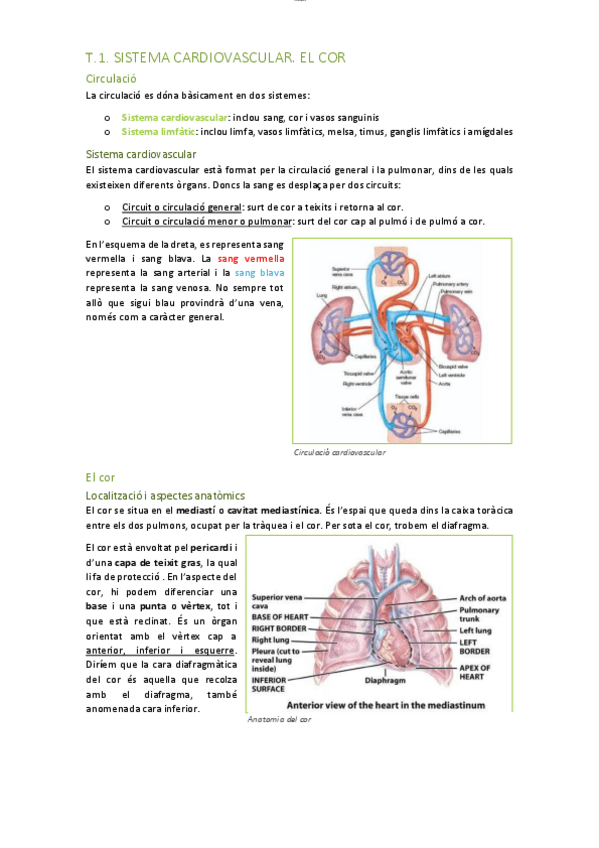 Miniatura del documento T1.-sistema-cardiovascular-el-cor-i-grans-vasos..pdf