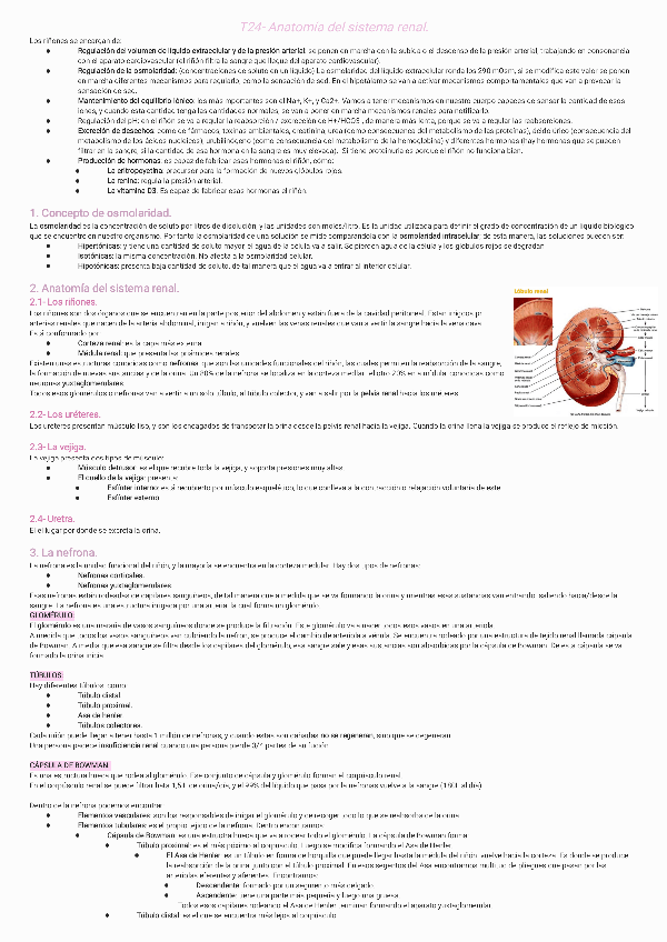 Miniatura del documento T24-Anatomia-del-sistema-renal231126222147.pdf