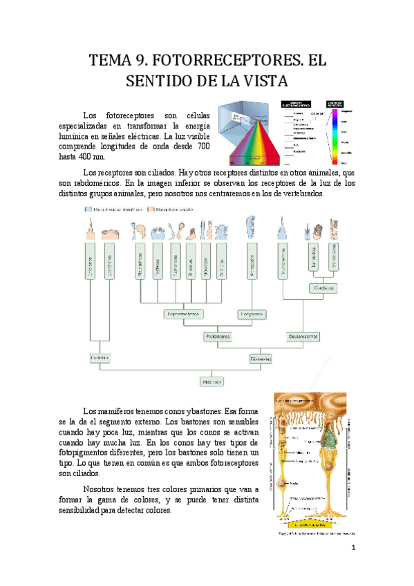 Miniatura del documento Tema 9.pdf