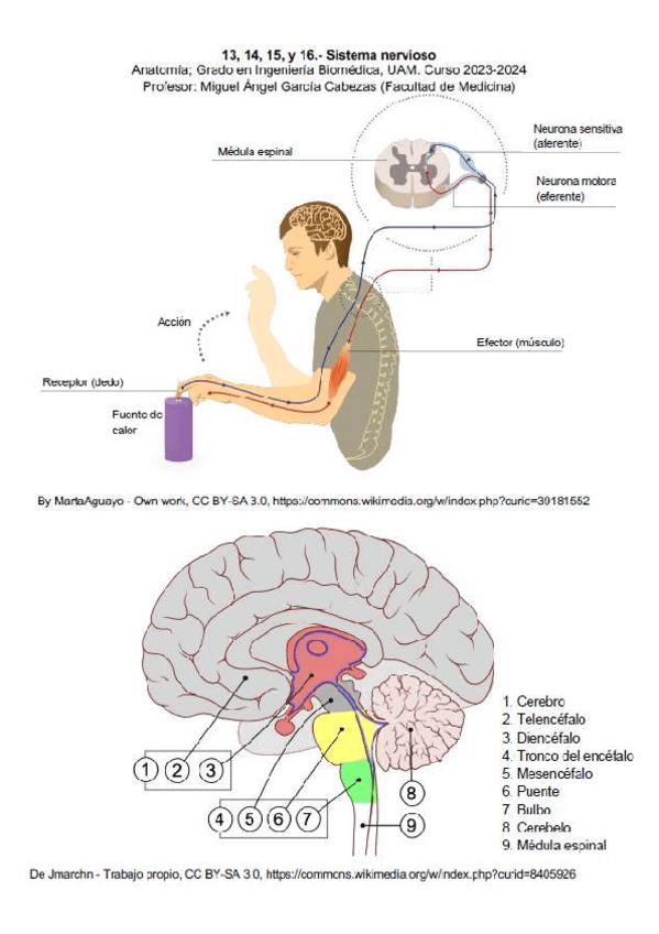 Miniatura del documento 04-CuadernoNervioso-III-IV-RESUELTO.pdf