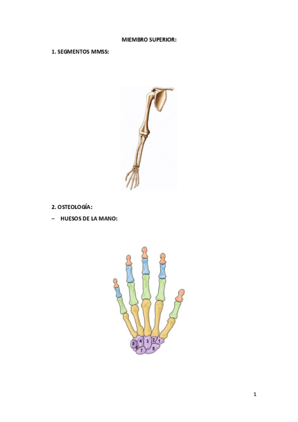 Miniatura del documento Temario-Anato-I-hasta-cabeza-y-cuello.pdf