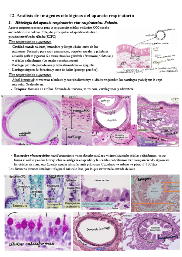 Miniatura del documento 2.-Imagenes-citologicas-del-aparato-respiratorio.pdf