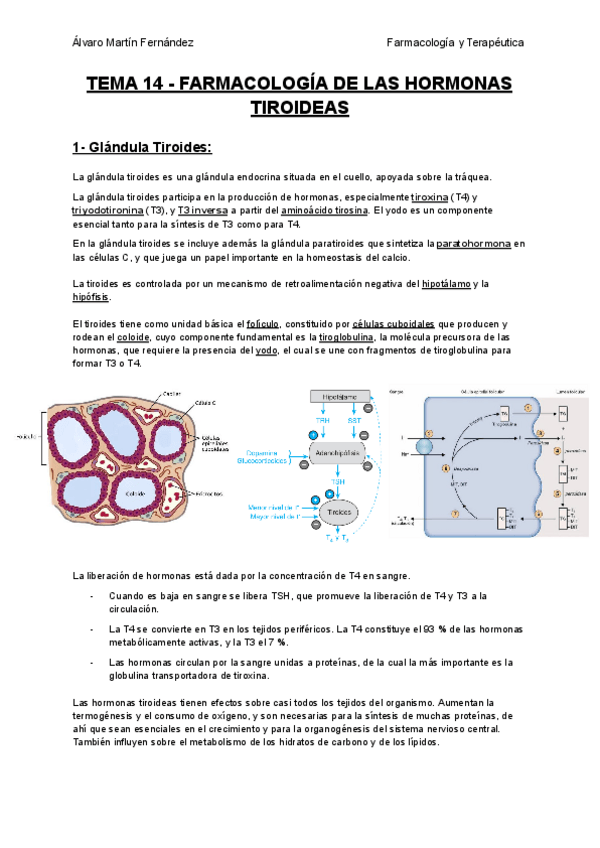 Miniatura del documento TEMA-14-FARMACOLOGIA-DE-LAS-HORMONAS-TIROIDEAS.pdf