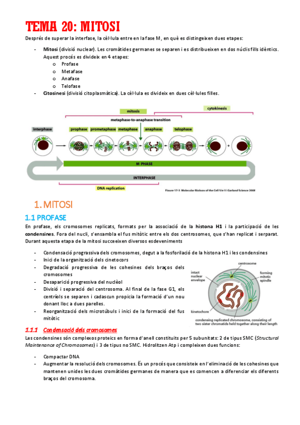 Miniatura del documento TEMA-20.pdf