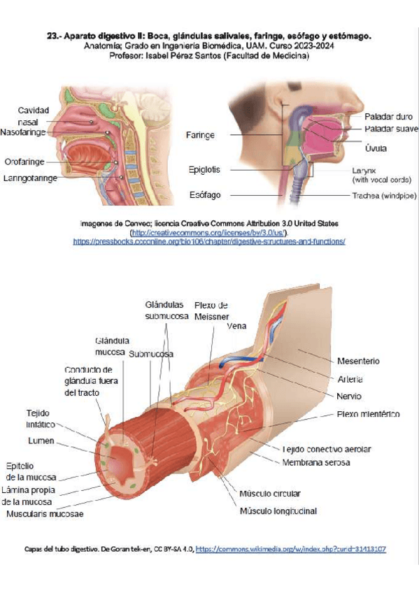 Miniatura del documento 13-CuadernoDigestivo-II-RESUELTO.pdf