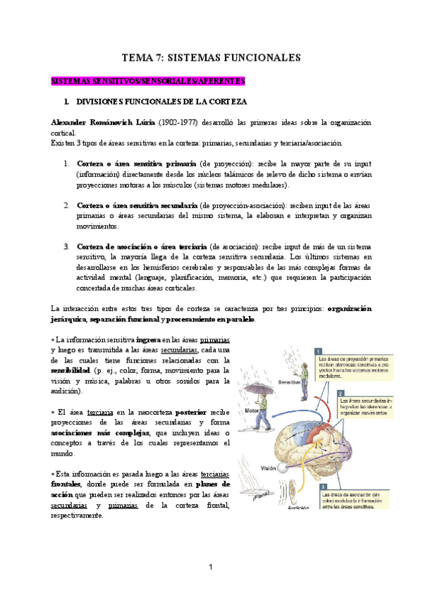 Miniatura del documento TEMA-7-SISTEMAS-FUNCIONALES.pdf