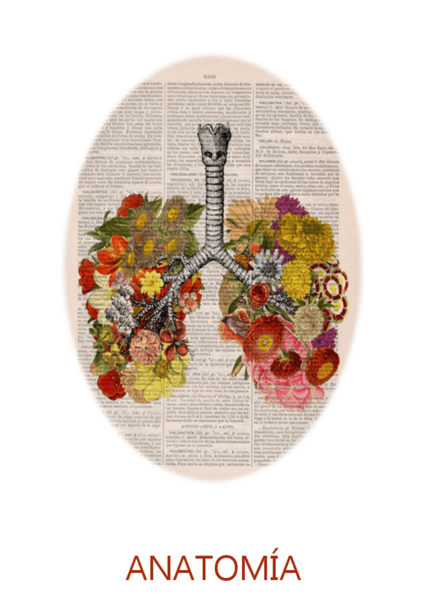 Miniatura del documento Anatomia.pdf