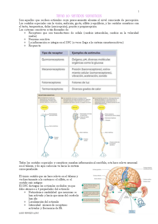 Miniatura del documento TEMA-30-SENTIDOS-SOMATICOS-fisiologia.pdf