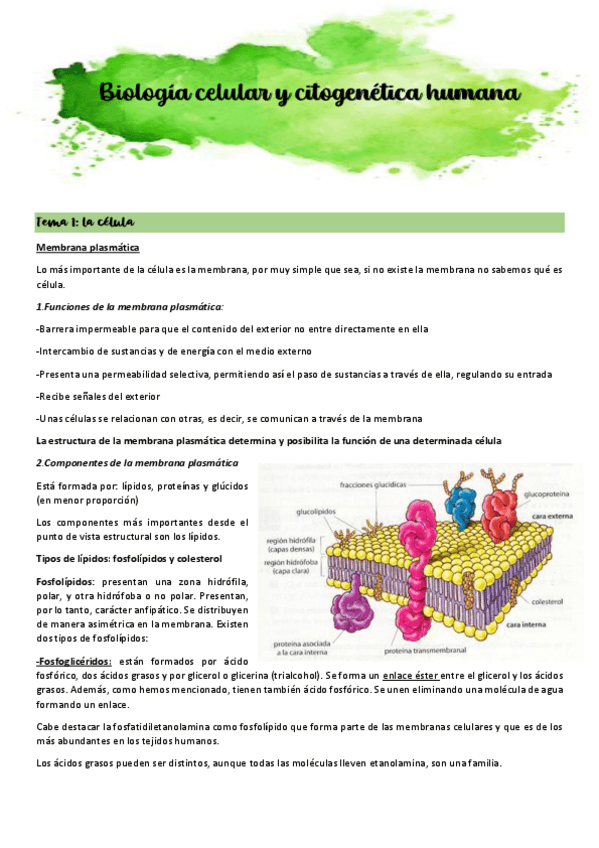 Miniatura del documento Apuntes-biologia-celular-y-citogenetica-humana.pdf
