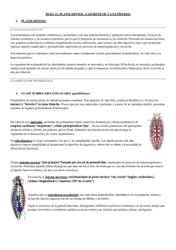 Miniatura del documento tema 11.-platelmintos, gastroticos y gnatiferos.pdf