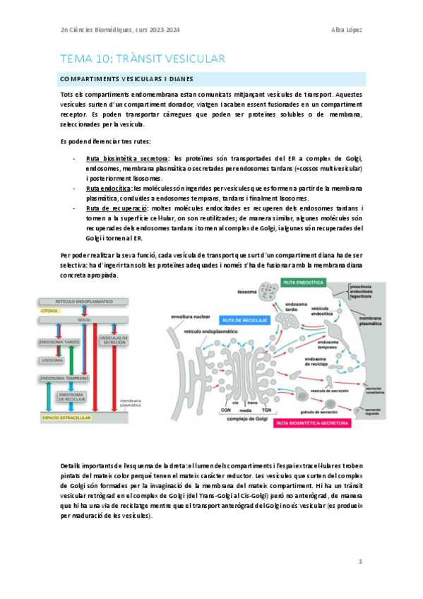 Miniatura del documento Tema-10.-Trafic-vesicular.pdf