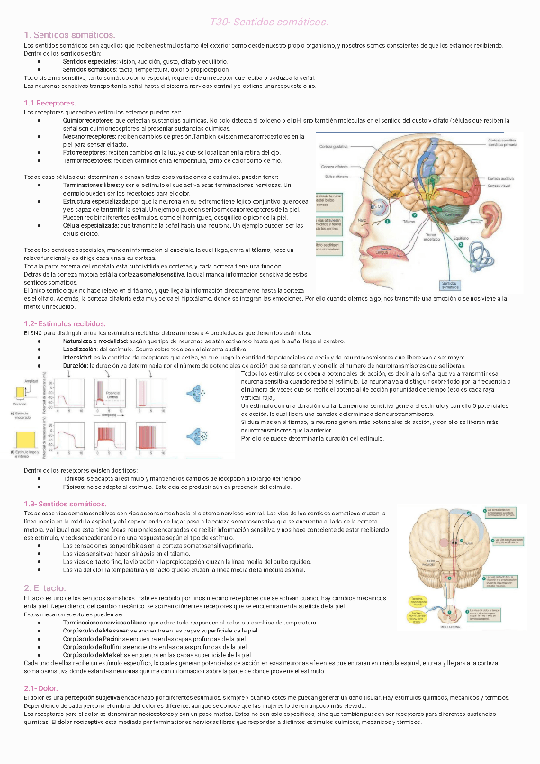 Miniatura del documento T30-Sentidos-somaticos231128204333.pdf