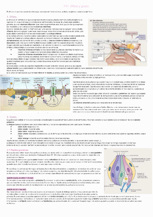 Miniatura del documento T31-Olfato-y-gusto-231128221656.pdf