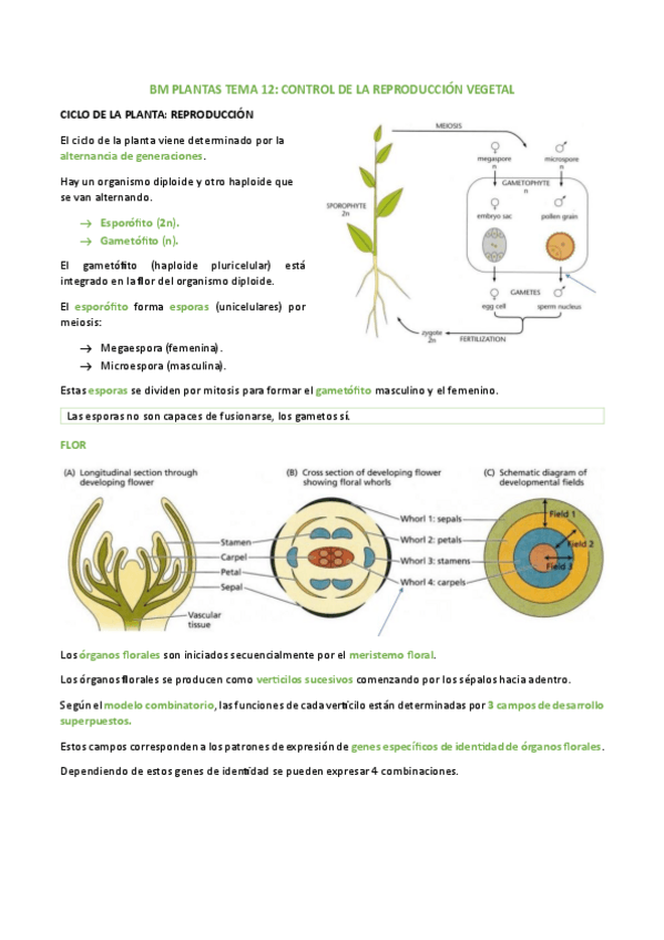 Miniatura del documento BM-PLANTAS-TEMA-12.pdf