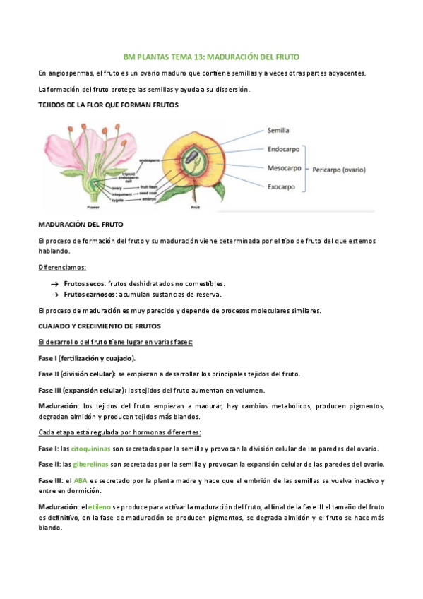 Miniatura del documento BM-PLANTAS-TEMA-13.pdf
