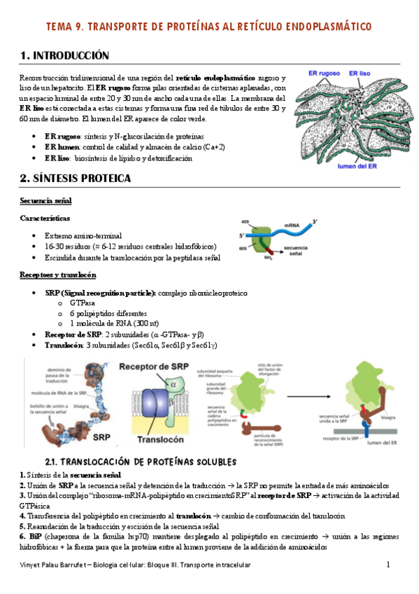Miniatura del documento BIOCEL.-Tema-9.-Transporte-de-porteinas-al-reticulo-endoplasmatico.pdf