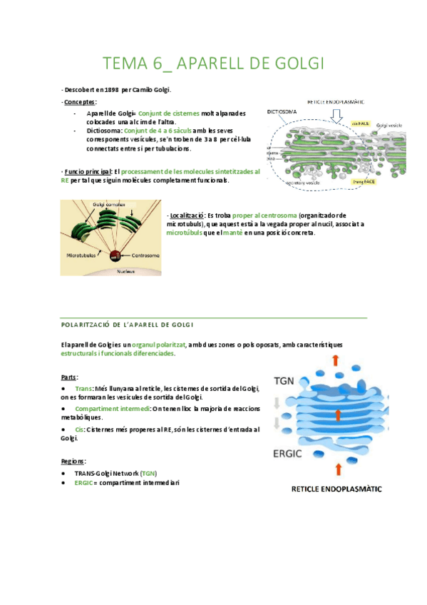 Miniatura del documento tema-6-aparell-de-Golgi.pdf