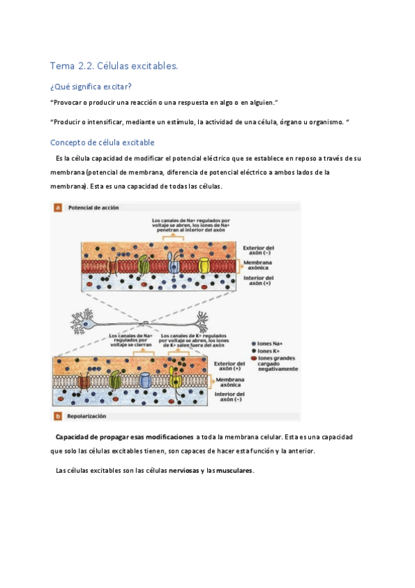 Miniatura del documento Tema-2.2.-Celulas-excitables..pdf