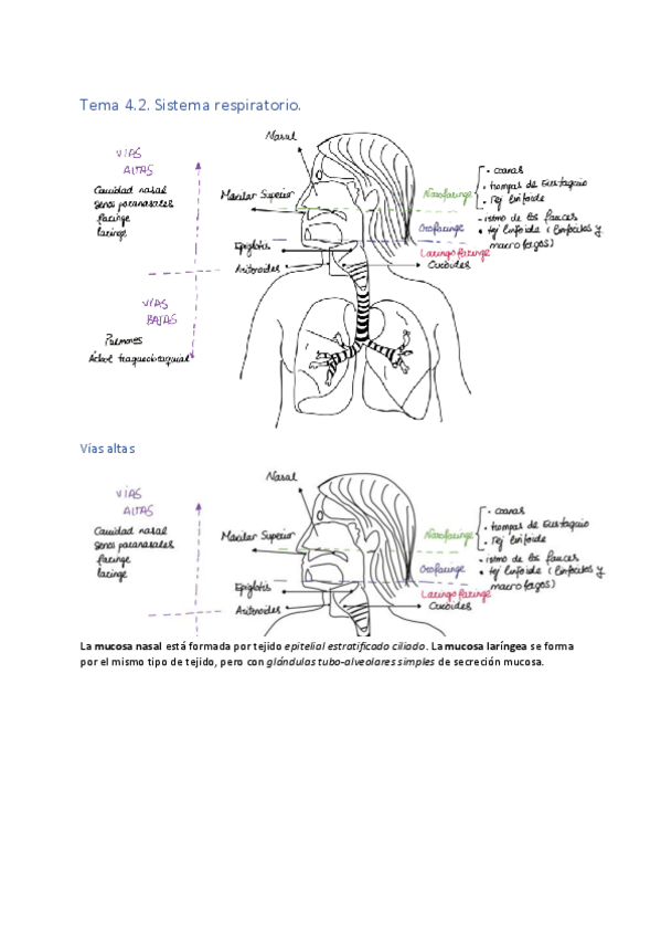 Miniatura del documento T-4.2.-Sistema-respiratorio-digestivo-y-excretor.pdf