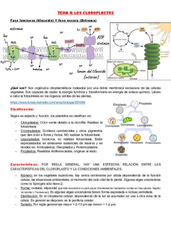 Miniatura del documento TEMA-5-FUNDAMENTOS-DE-LA-BIOLOGIA.pdf