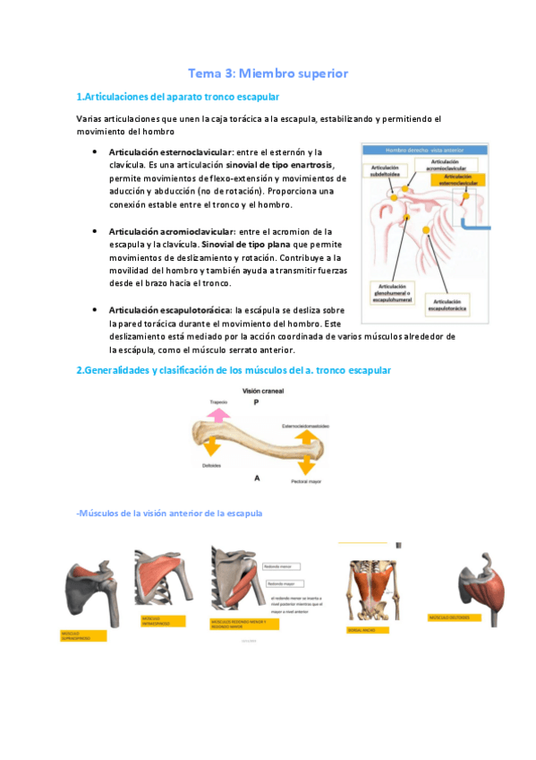 Miniatura del documento Tema-3-Anatomia.pdf