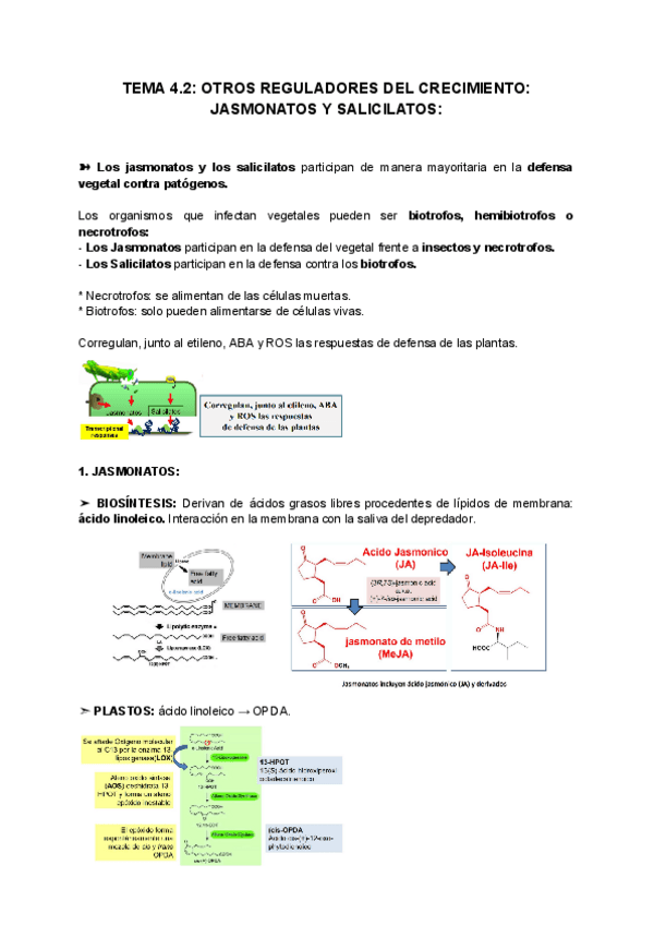 Miniatura del documento TEMA-4.2-OTROS-REGULADORES-DEL-CRECIMIENTO-JASMONATOS-Y-SALICILATOS.pdf
