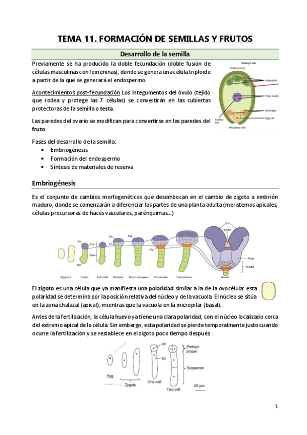 Miniatura del documento TEMA-11.pdf