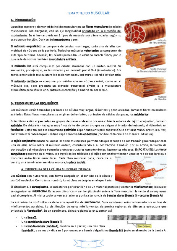 Miniatura del documento TEMA-9-TejidoMuscular.pdf