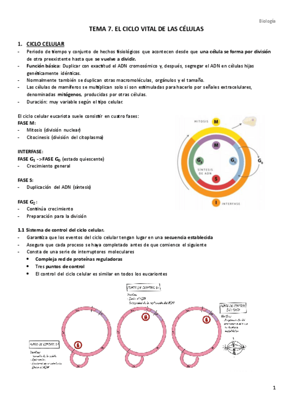 Miniatura del documento TEMA-7.-El-ciclo-celular.pdf