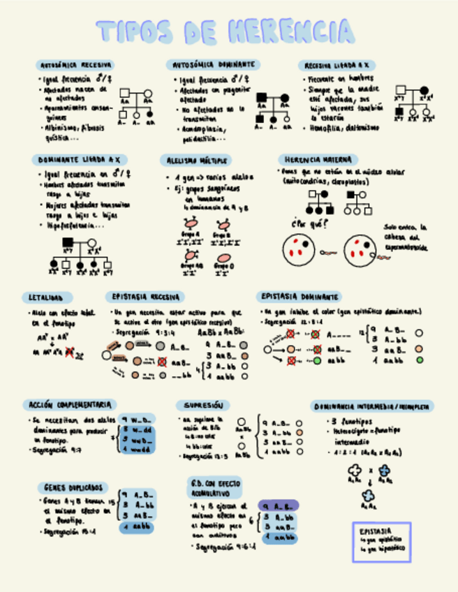 Miniatura del documento Tipos-de-herencia.pdf