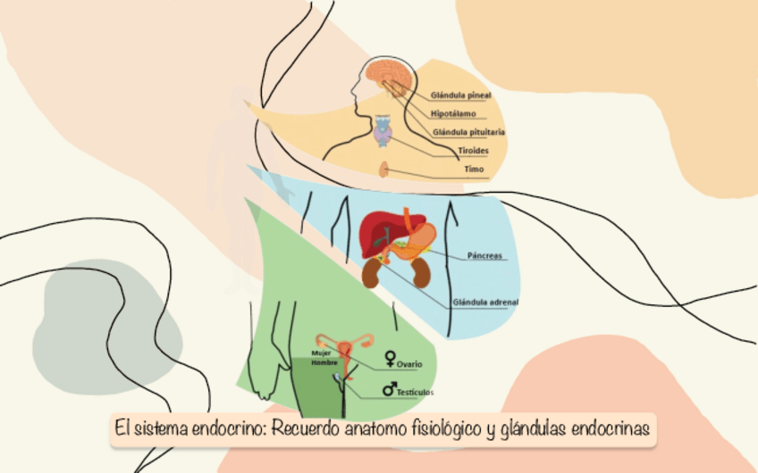 Miniatura del documento Tema-10-El-sistema-endocrino-Recuerdo-anatomo-fisiologico-y-glandulas-endocrinas.pdf